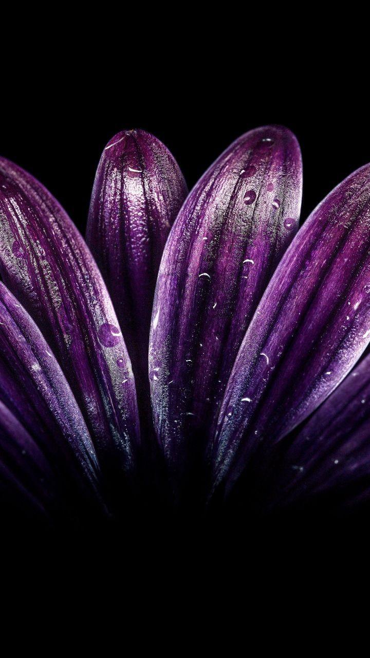 720x1280 Dark Purple Flower Wallpaper. Best HD Wallpaper