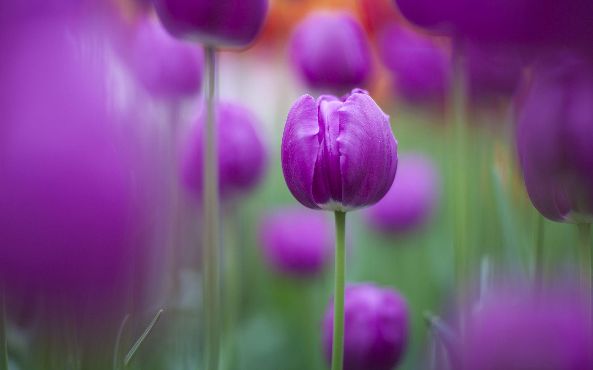 1920x1200 Purple Tulips Wallpaper