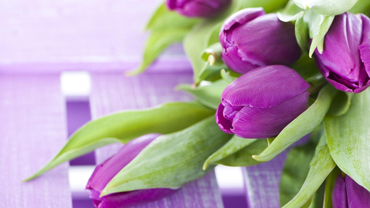 1280x720 Purple Tulips Live Wallpaper for Android