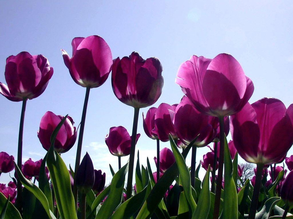 1024x768 Purple Tulips