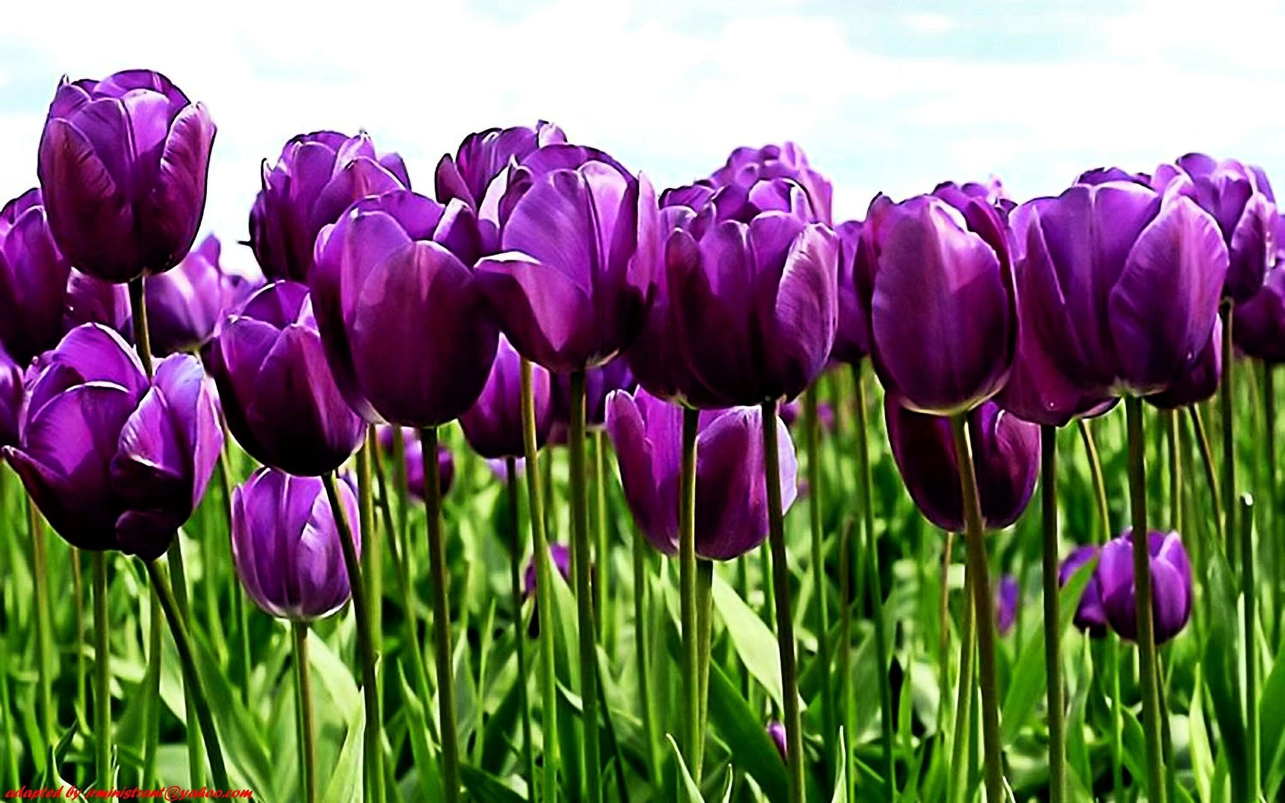 2560x1600 High Resolution Purple Tulips Wallpaper