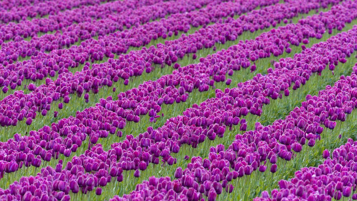 1244x700 Beautiful Purple Tulips Flower Wallpaperx1080