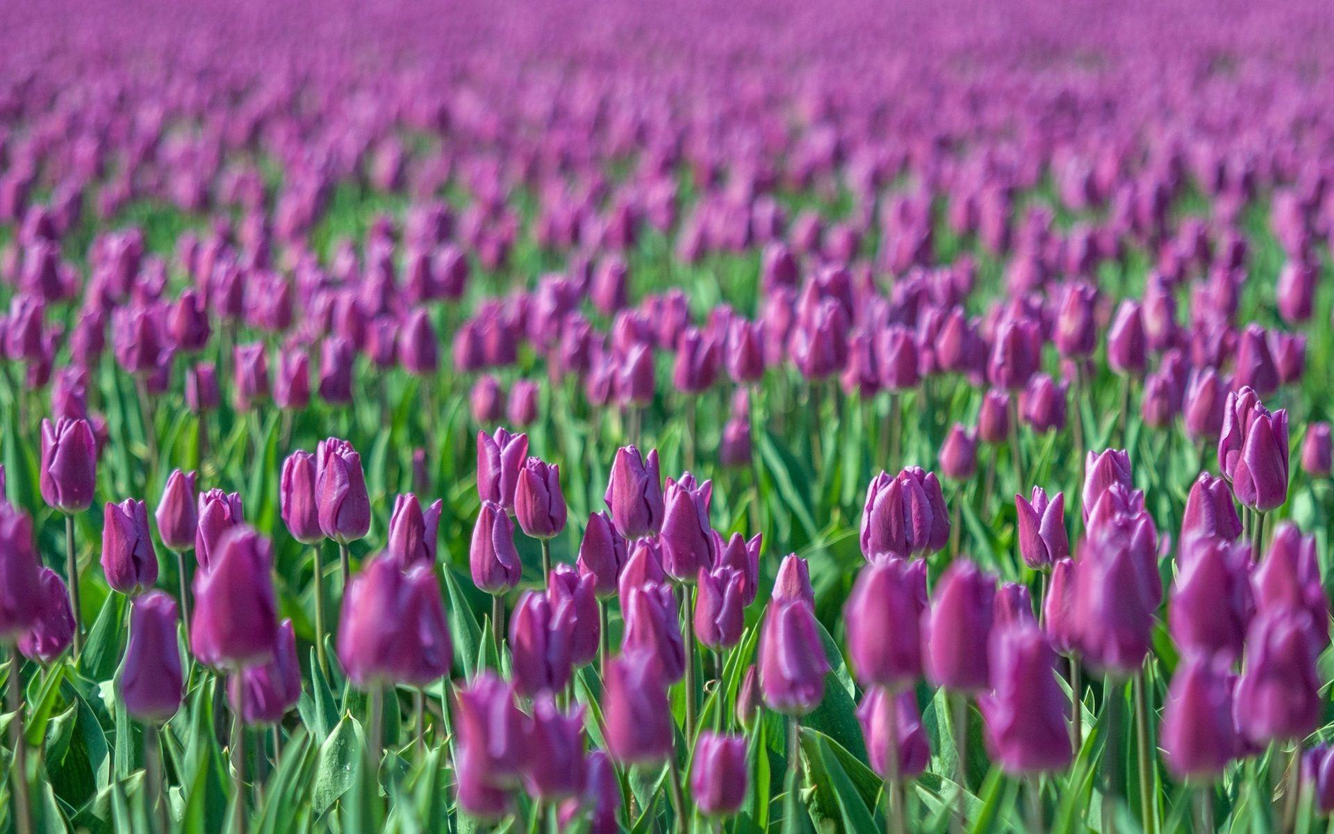 1920x1200 Wallpaper Purple tulips, flowers field, blurring 1920x1200 HD Picture, Image