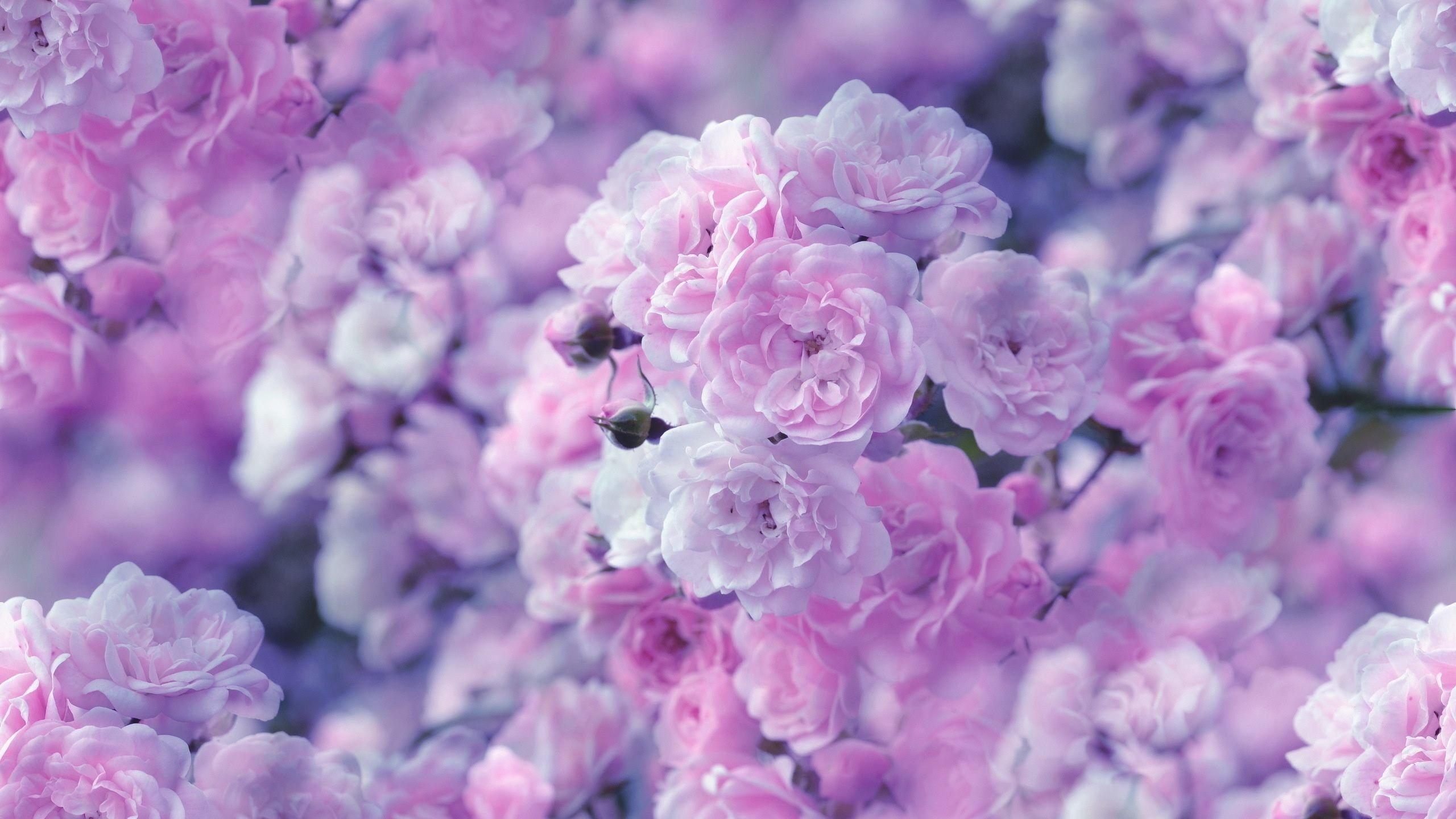 Hình nền hoa màu tím 2560x1440 - Thẩm mỹ hoa màu hồng và màu tím - Hình nền 2560x1440