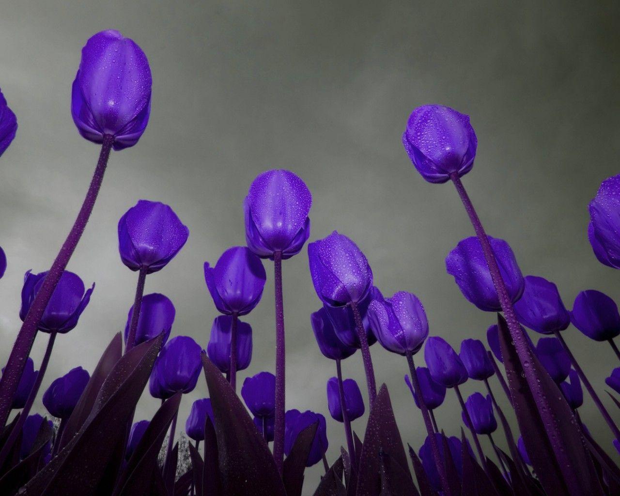 1280x1024 Purple Tulips