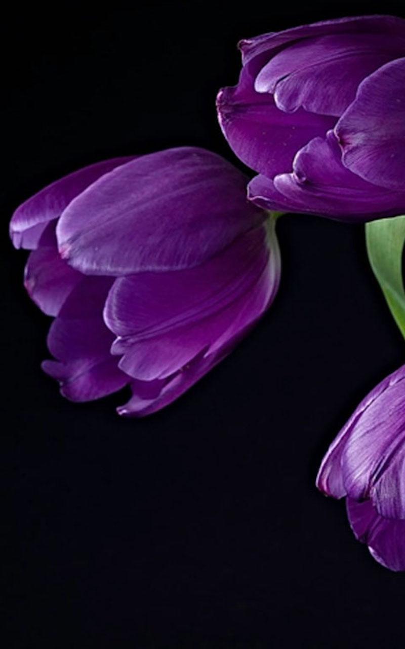 Purple Tulips Wallpapers - Top Free Purple Tulips Backgrounds ...