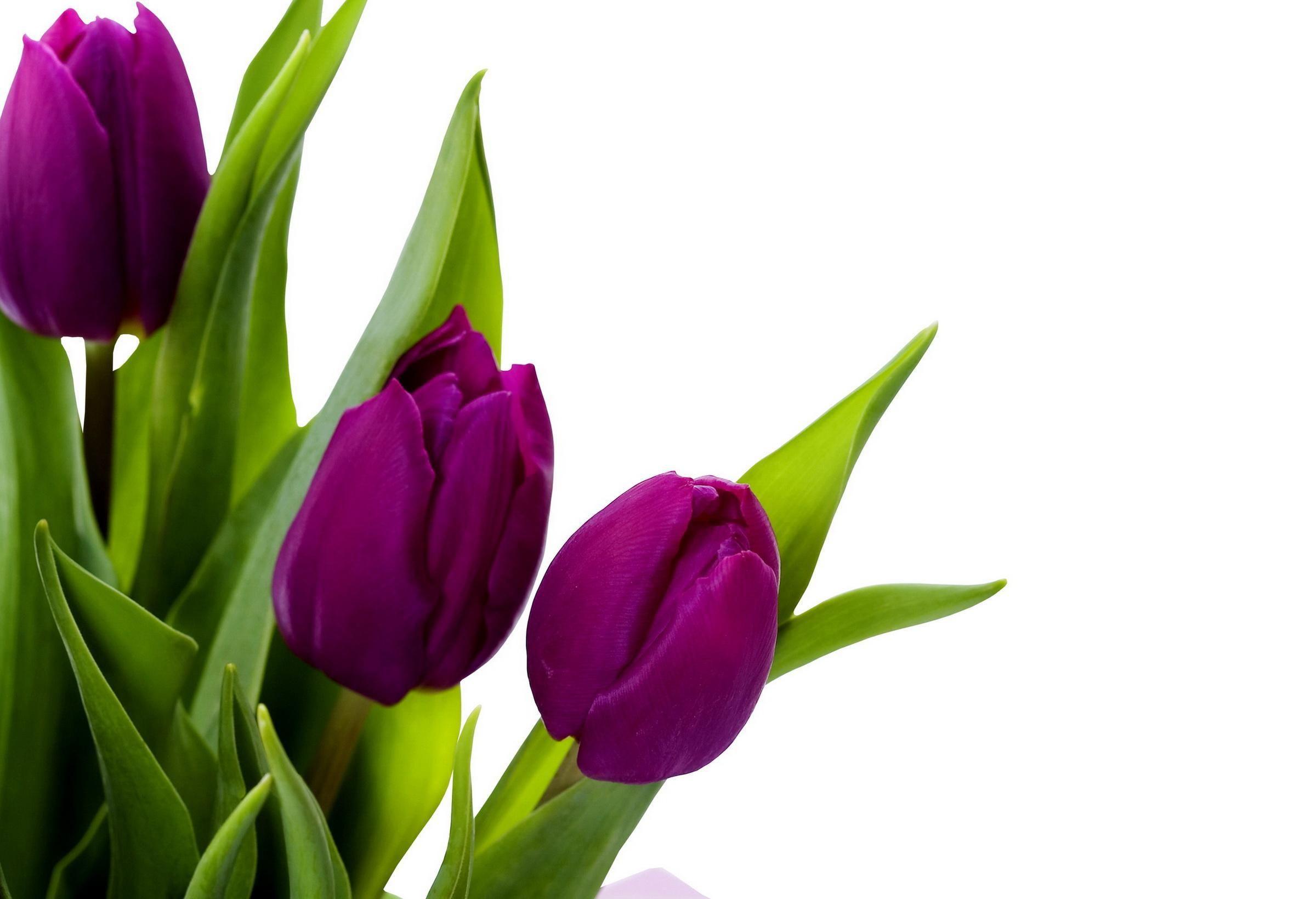 2400x1640 Wallpaper v.7.3 jpeg. WL. Purple tulips