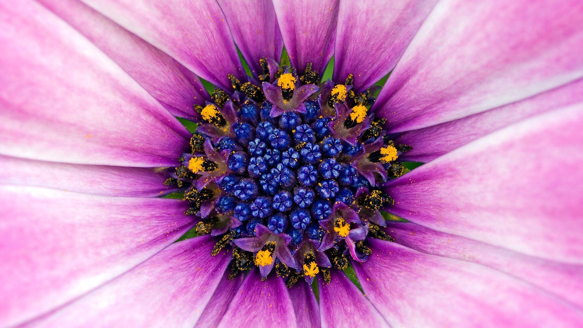 1920x1080 Beautiful Flower Wallpaper