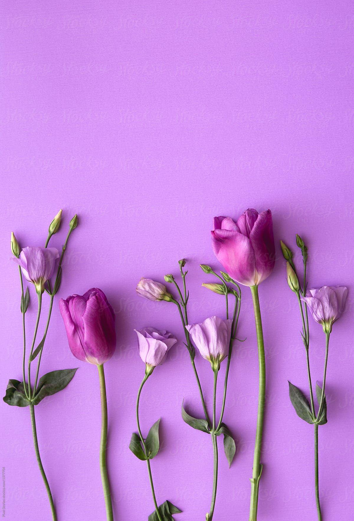 1200x1766 Purple Tulips And Roses On Purple Background. Stocksy United. Pink flowers wallpaper, Floral wallpaper phone, Purple flowers wallpaper