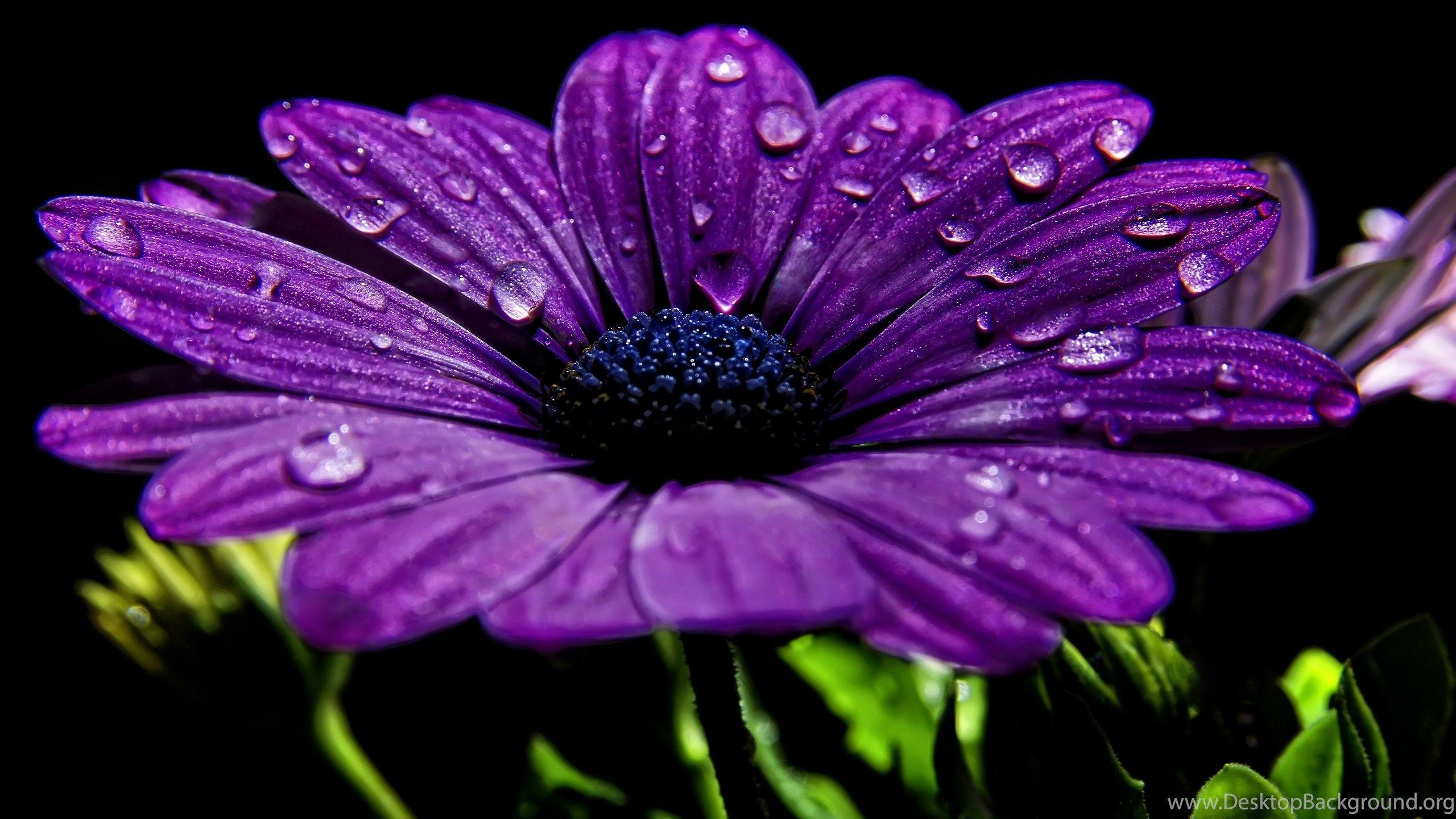 2560x1440 Dark Purple Flower Wallpaper Phone For Desktop Uncalke.com Desktop Background