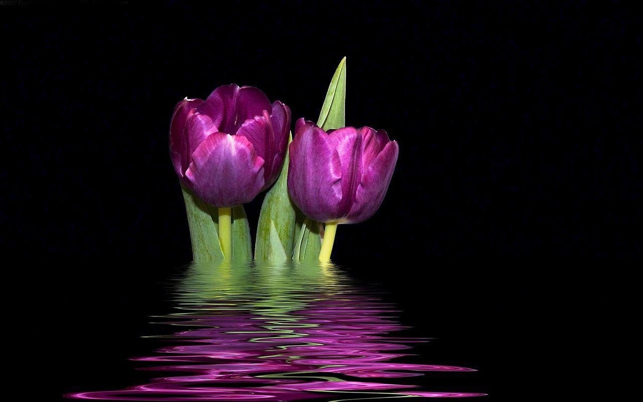1280x800 Purple Tulips Over Dark Background Free Wallpaper