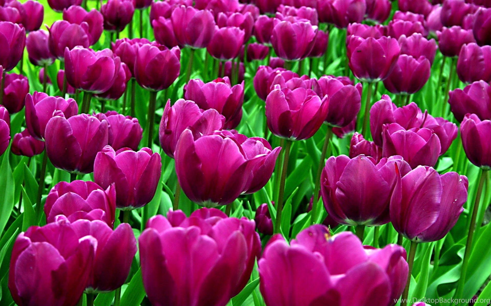 1920x1200 Purple Tulips Desktop Wallpaper Desktop Background