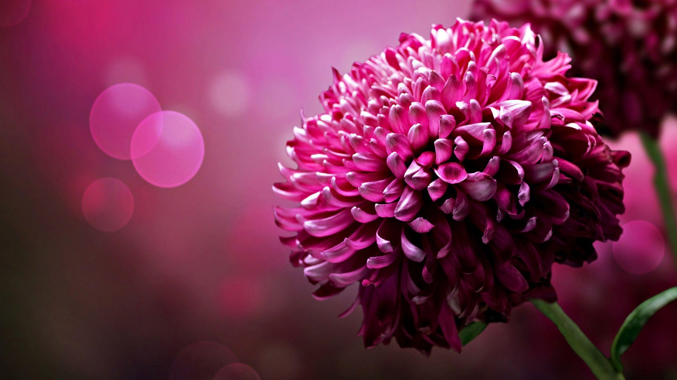 2560x1440 Download Flower Wallpaper Pink High Quality Resolution For Widescreen Wallpaper > SubWallpaper