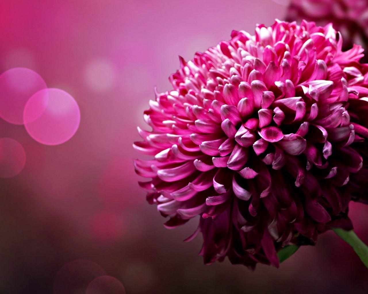 1280x1024 Dark Purple Flower Desktop Wallpaper HD Resolution 3840x2160 :