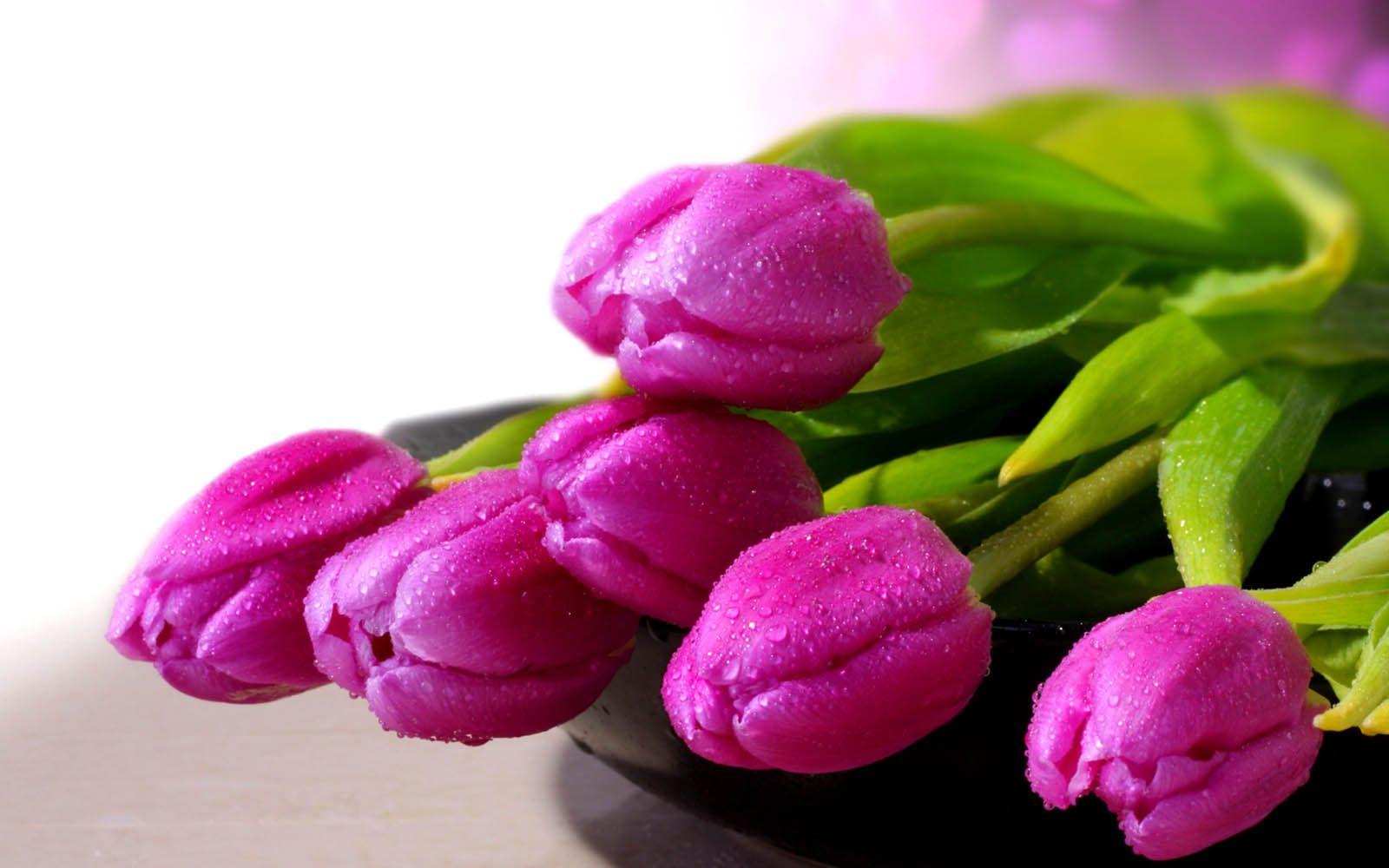 1600x1000 Desktop Wallpaper: Purple Tulips Flowers Wallpaper