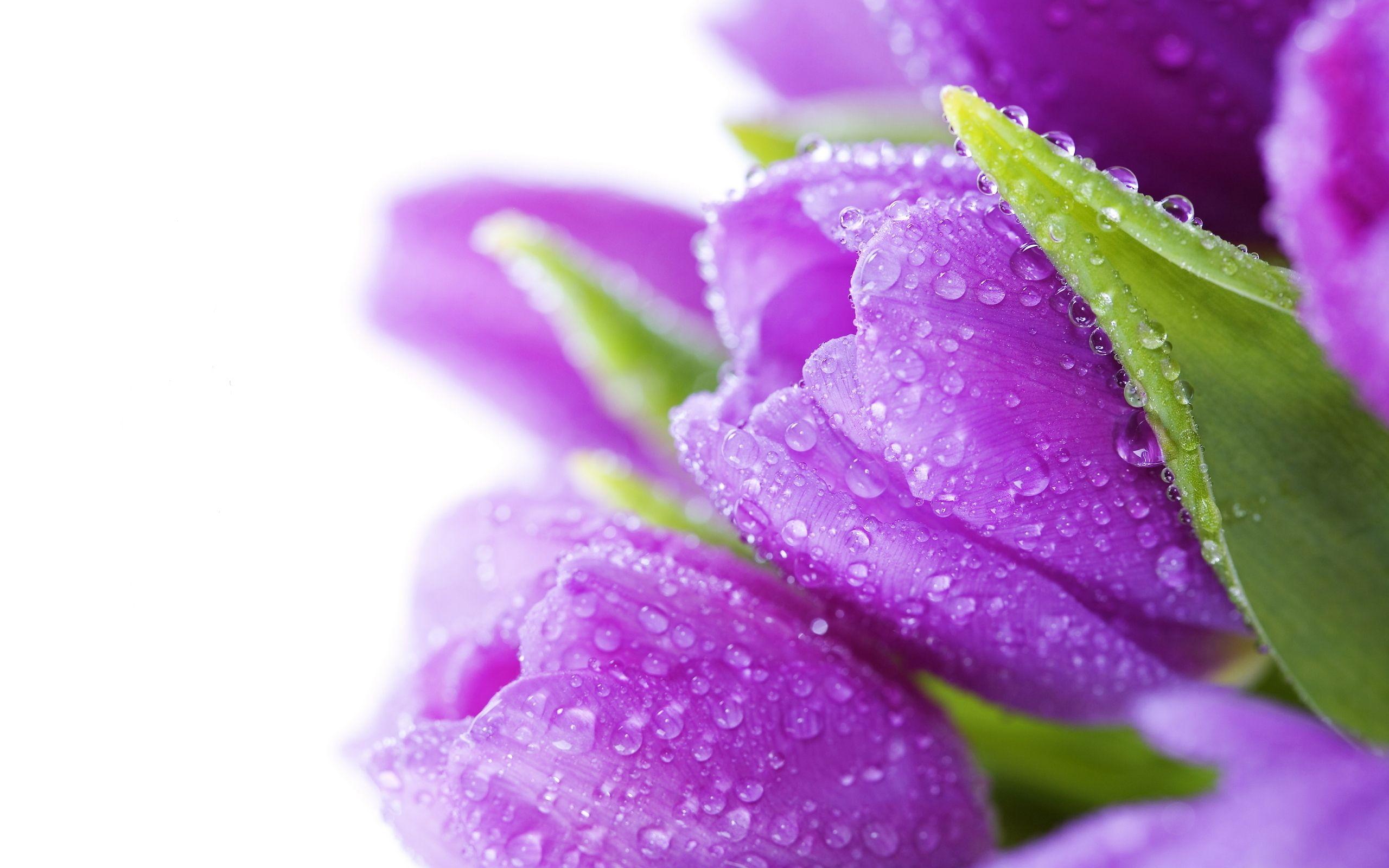 2560x1600 Purple Tulips wallpaperx1600