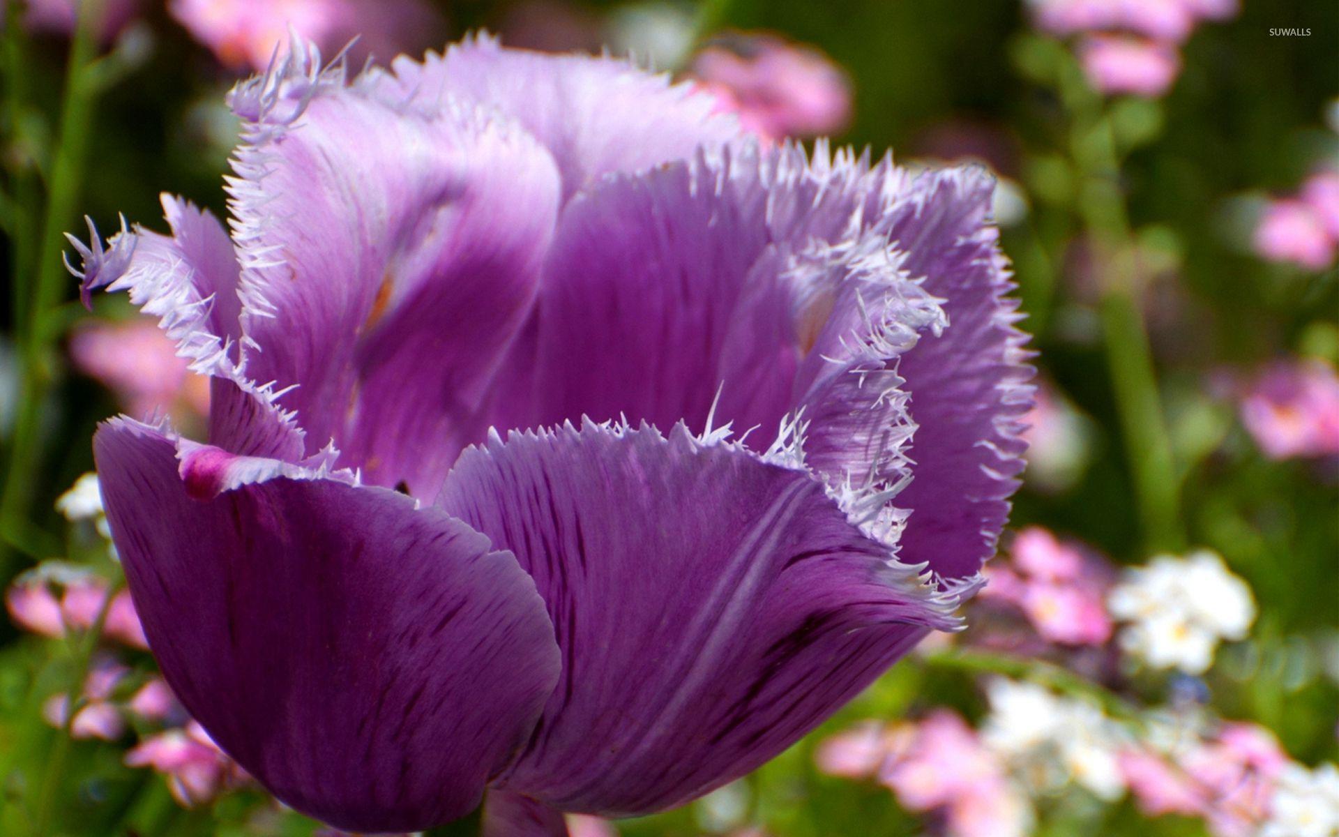 1920x1200 Purple tulip wallpaper wallpaper