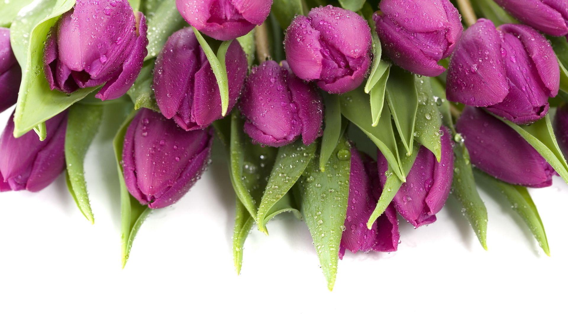 1920x1080 Purple Tulips 12713 1920x1080px