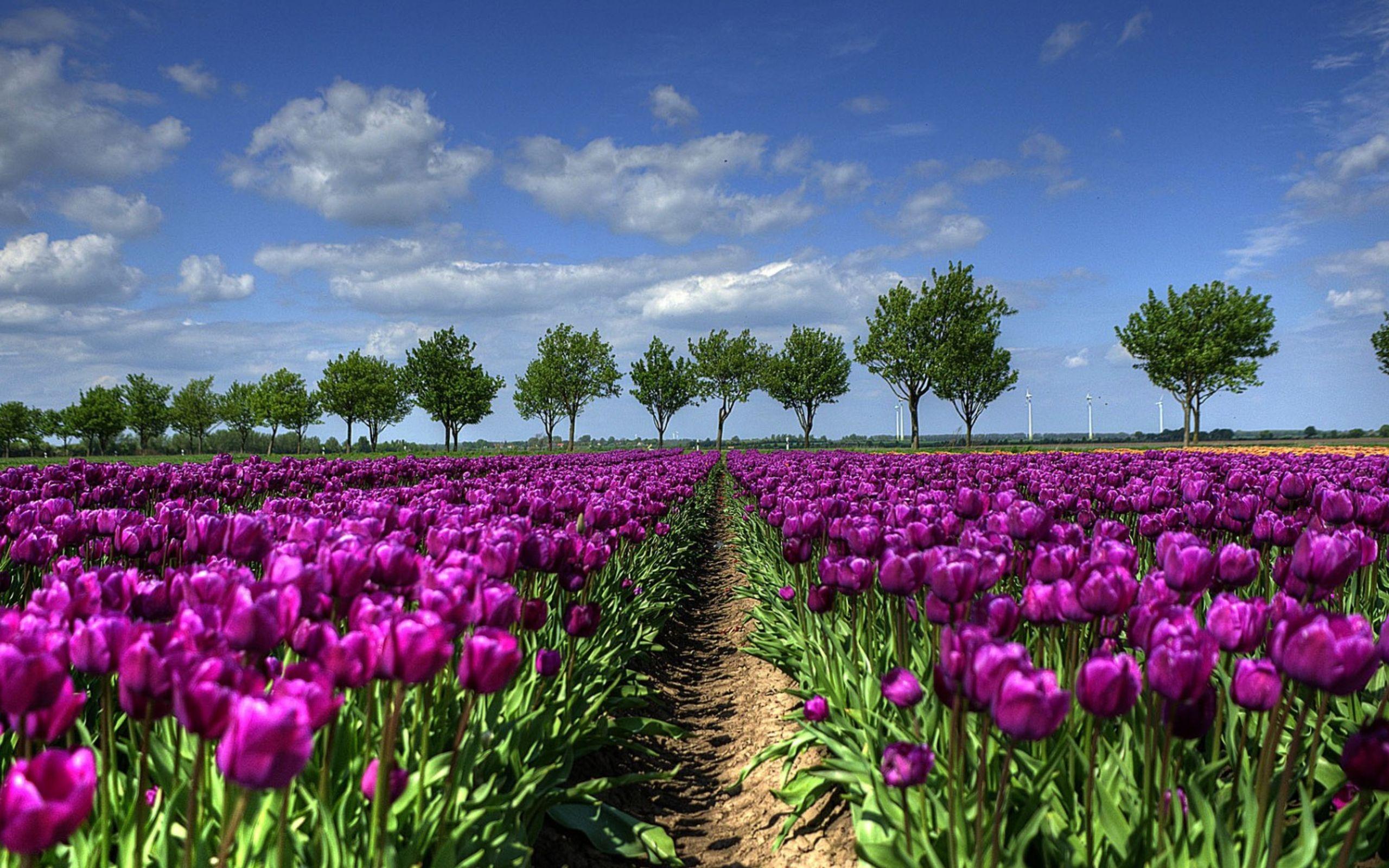 2560x1600 Purple Tulip Field In Holland Wide :
