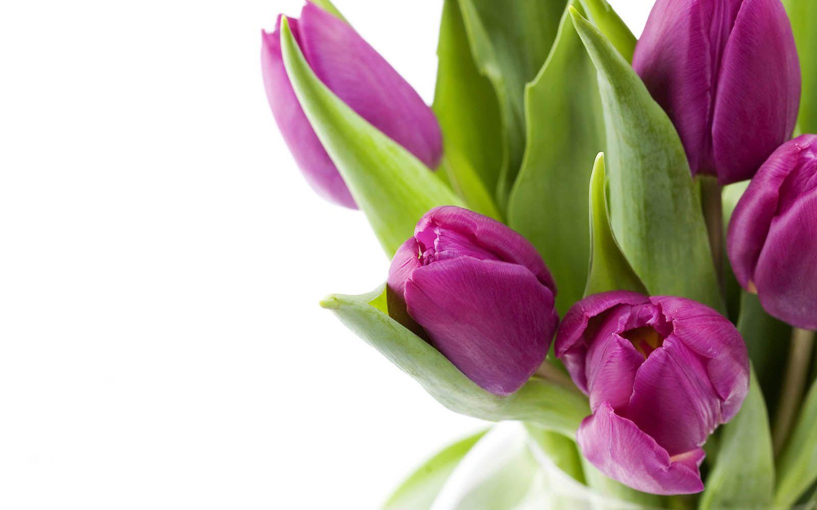 1600x1000 wallpaper: Purple Tulips Flowers Wallpaper