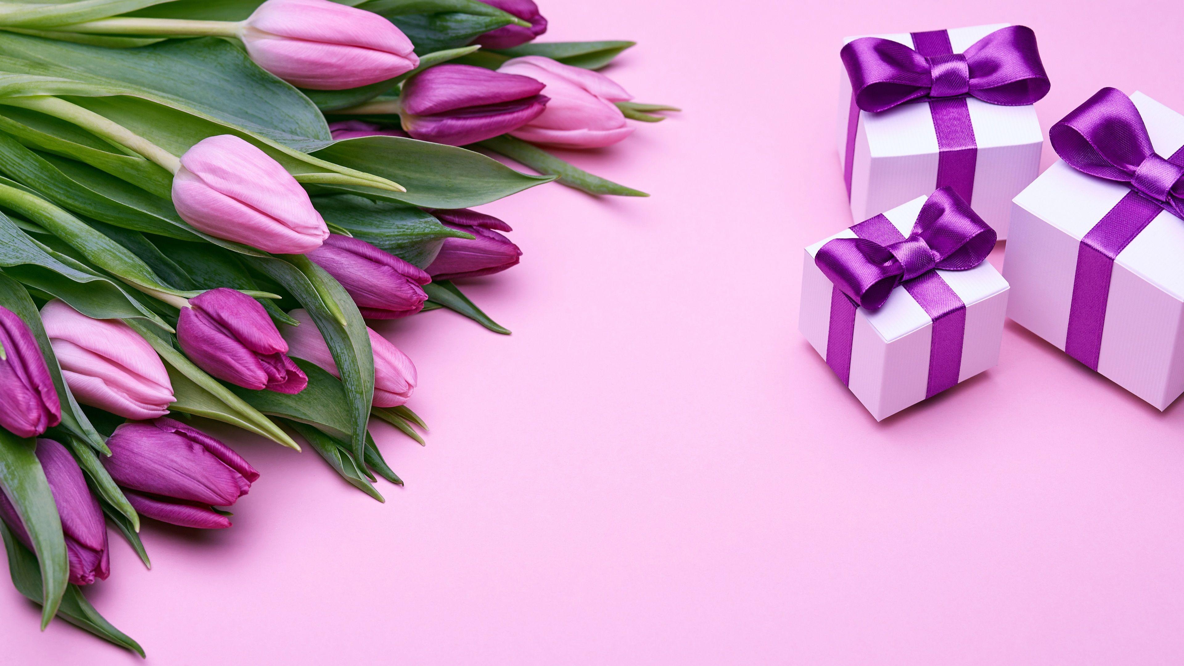 3840x2160 Wallpaper Purple tulips flowers and gifts 3840x2160 UHD 4K Picture, Image