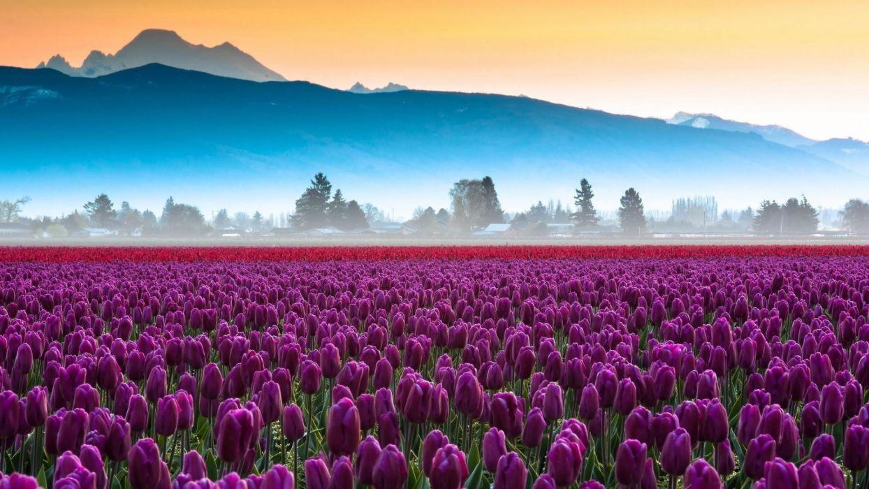 1244x700 Purple tulips field wallpaperx1080