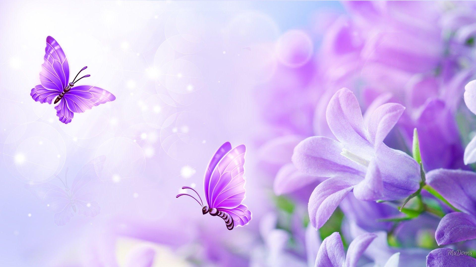 1920x1080 Lavender Flower Wallpaper