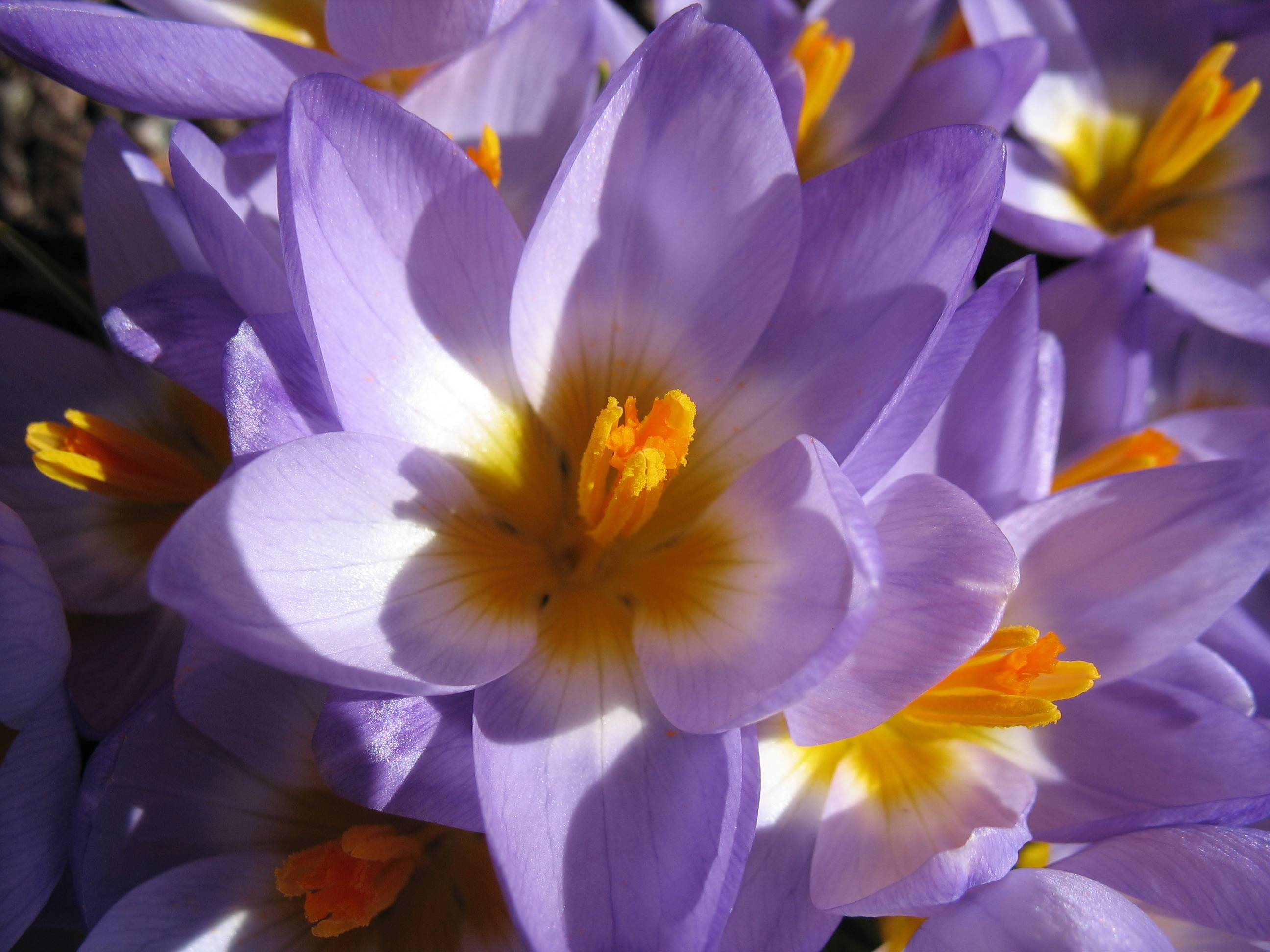 2592x1944 Summer Flower Wallpaper