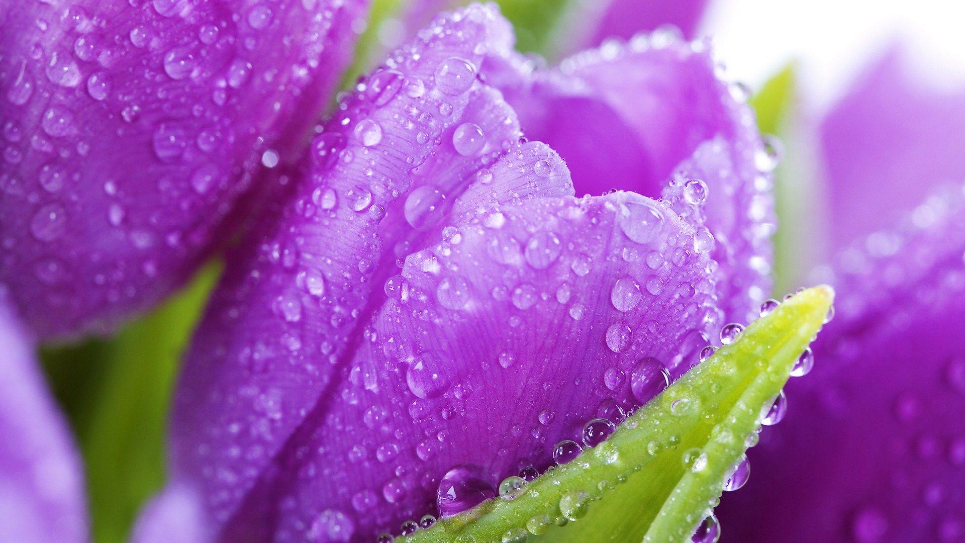 1920x1080 Purple Flowers wallpaperx1080