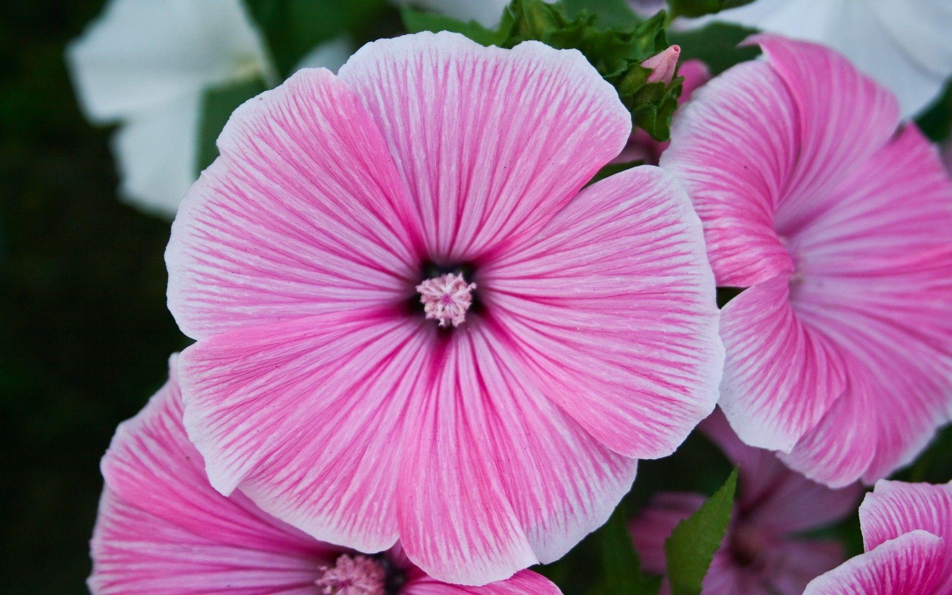 1920x1200 Summer Purple Flower