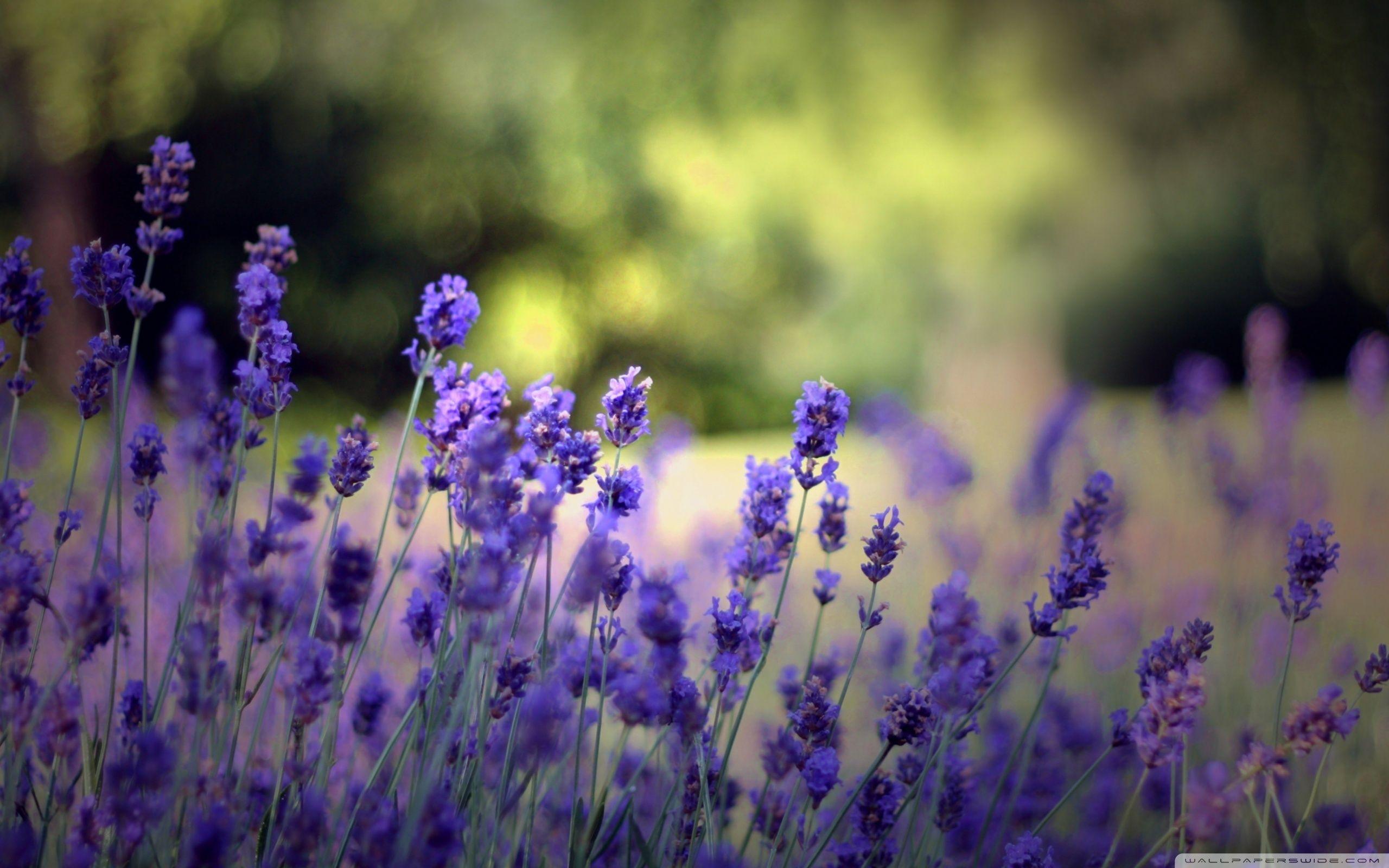 2560x1600 Lavender Flower Background