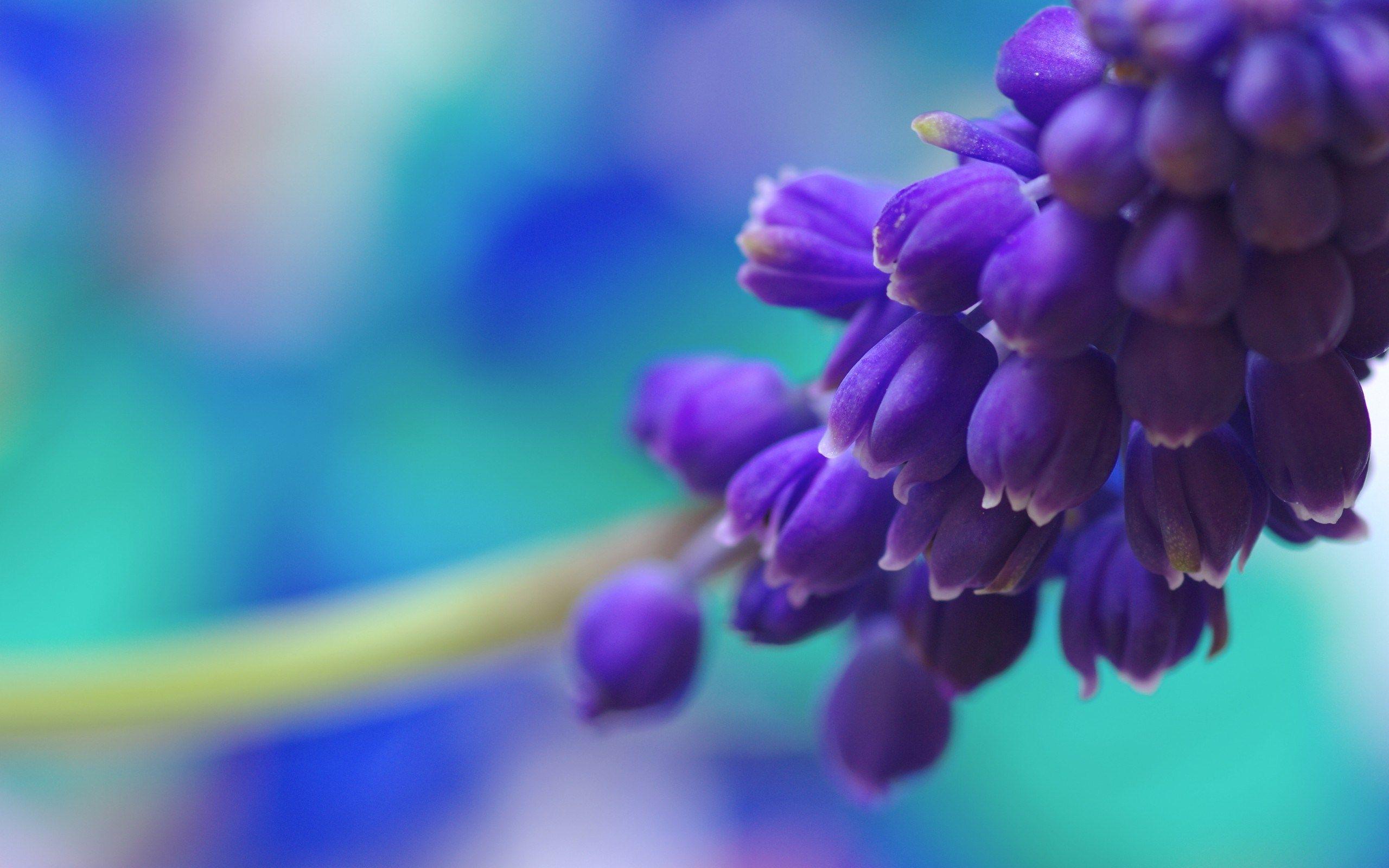 2560x1600 Purple Flowers Wallpaper