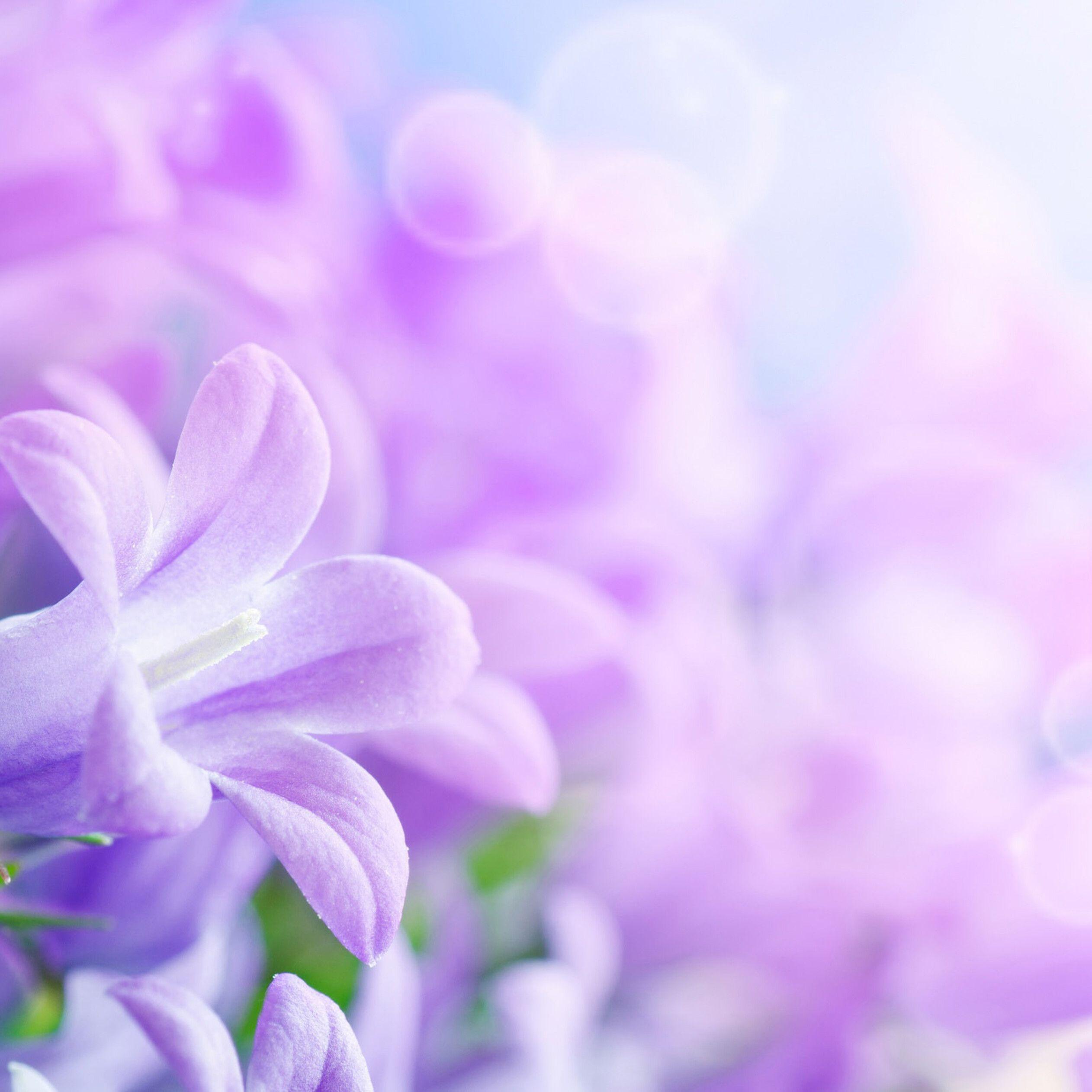 2524x2524 Beautiful purple flowers wallpaper