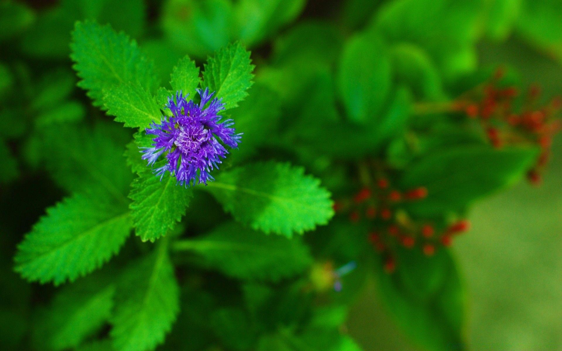 1920x1200 Pretty Purple Flower