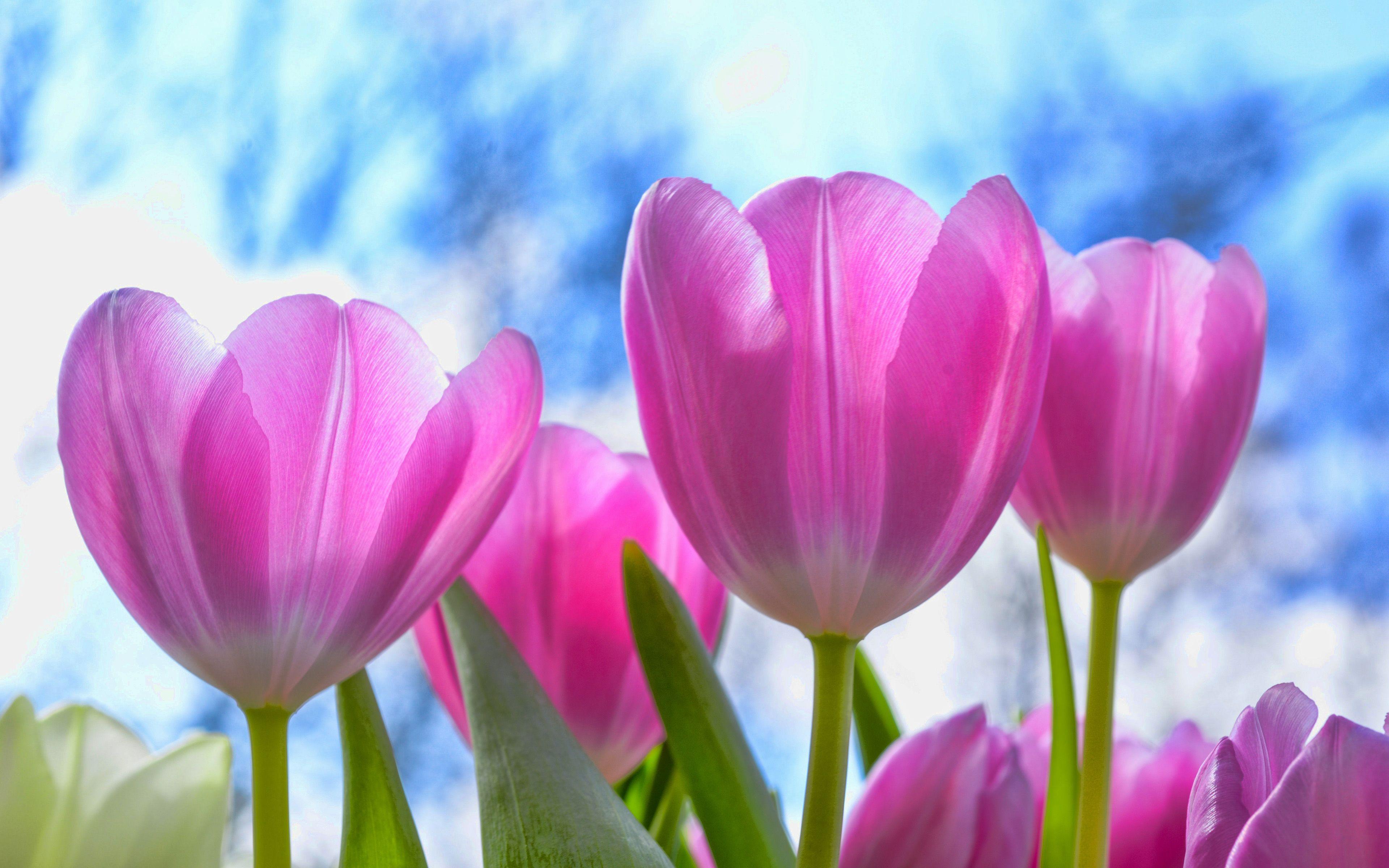 3840x2400 Download wallpaper purple tulips, 4k, HDR, summer, field of flowers, purple flowers, tulips for desktop with resolution 3840x2400. High Quality HD picture wallpaper
