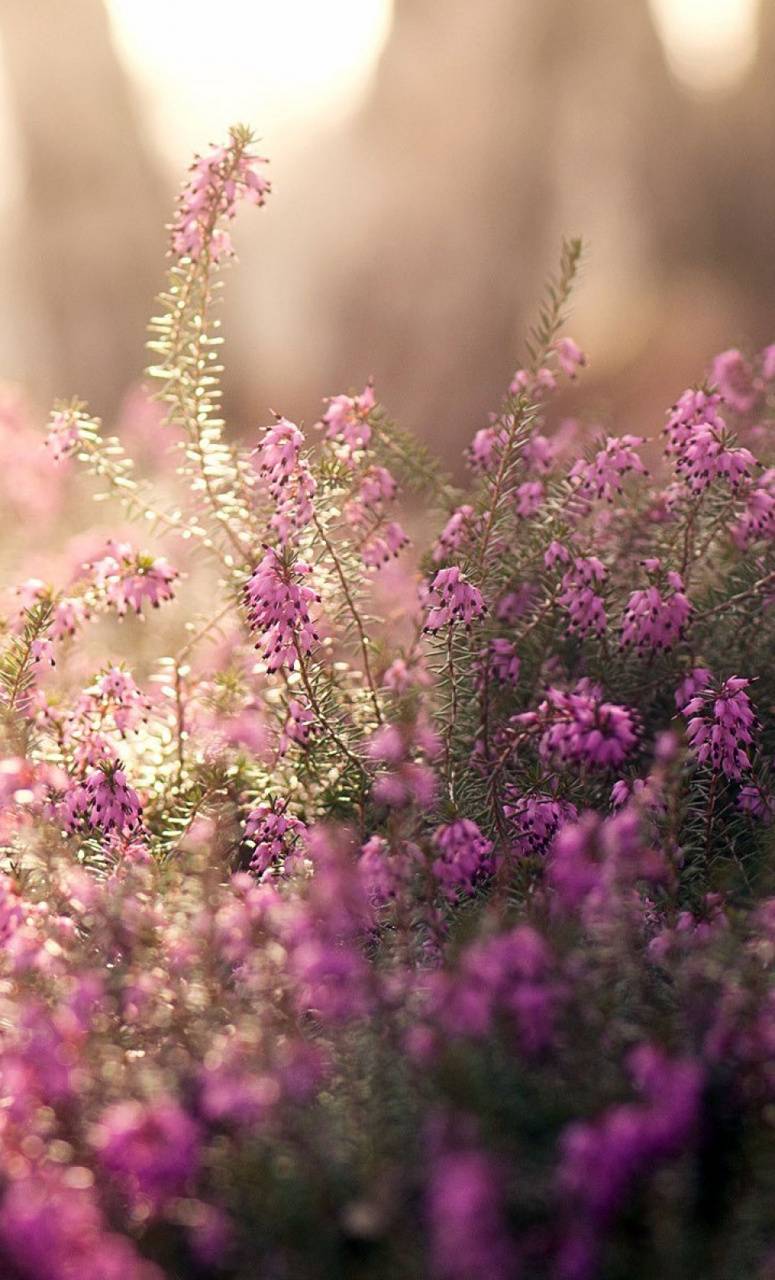 775x1280 summer flowers wallpaper