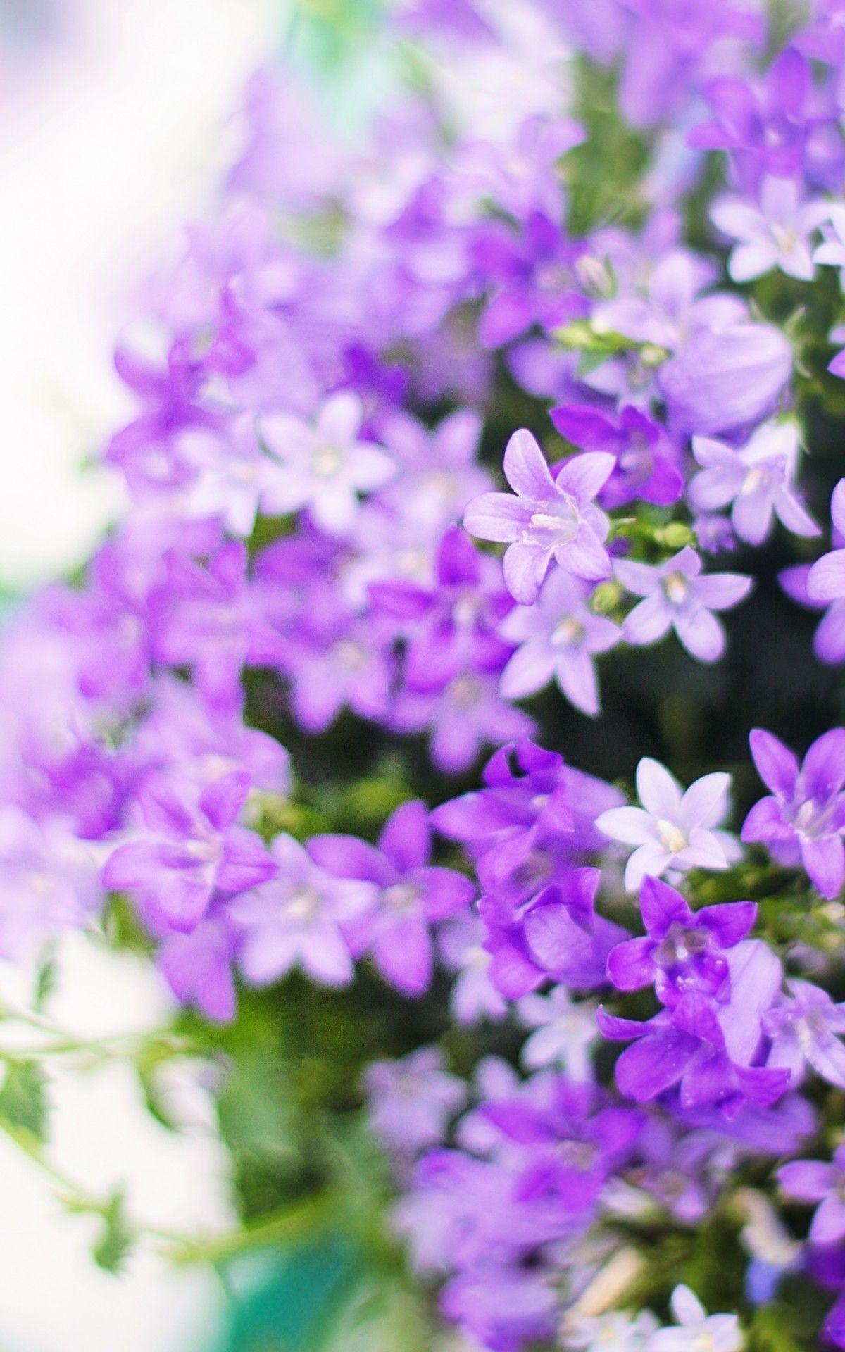 1200x1920 Purple Flower Background