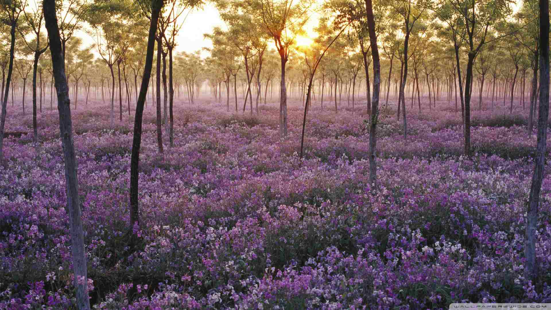 1920x1080 Best Free Summer Wallpaper of 2020