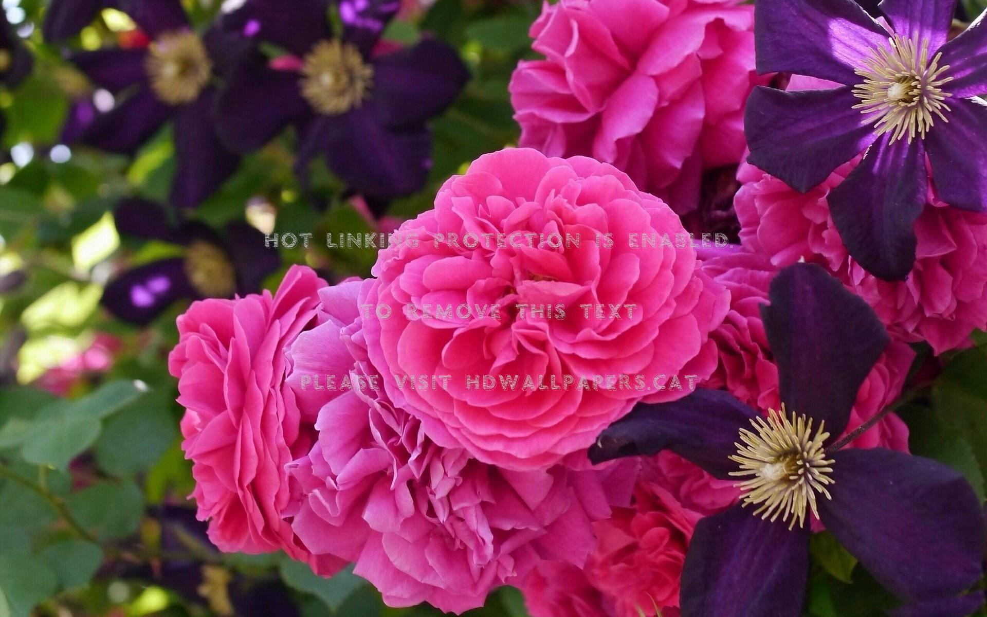 1920x1200 flowers summer purple rose clematis pink