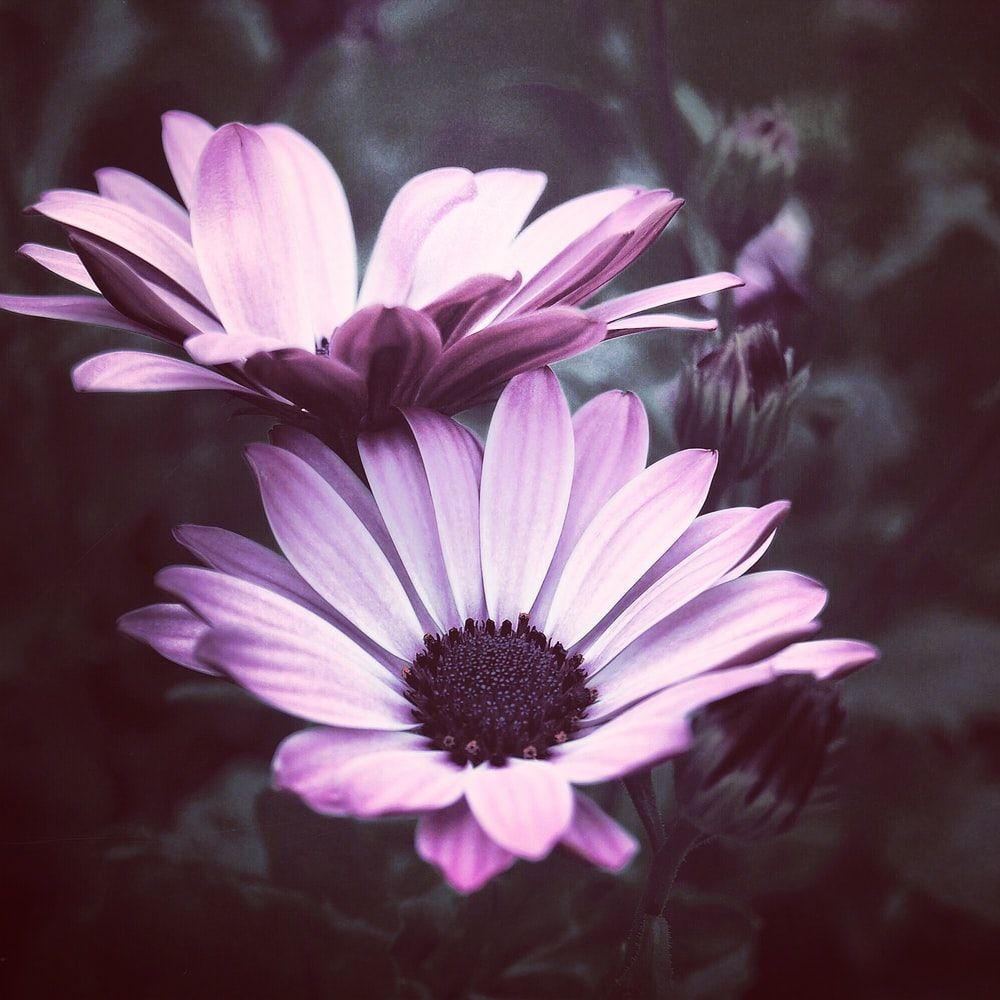 1000x1000 Purple Flower Picture. Download Free Image