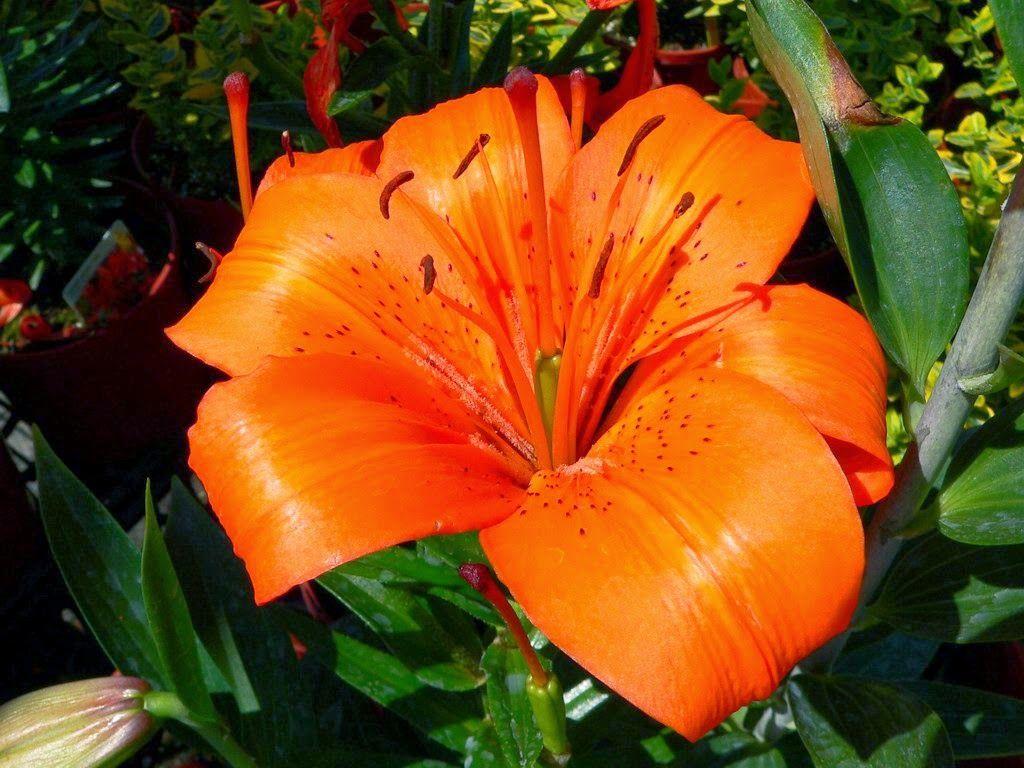 Лилия красно оранжевая. Лилия оранж кокот. Лилия Тайгер оранжевая. Оранжевая Лилия пинакл. Tiger Lily цветы.