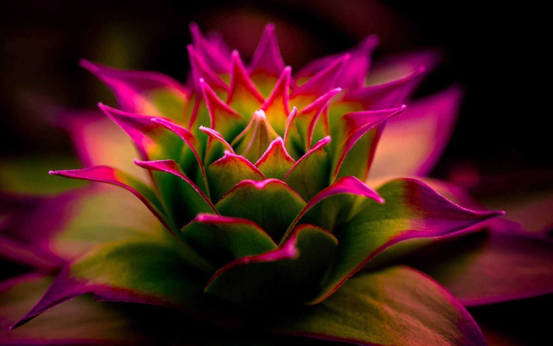 1920x1200 flowers, Pink, Macro, Nature, Photography, Blurred, Depth Of Field Wallpaper HD / Desktop and Mobile Background