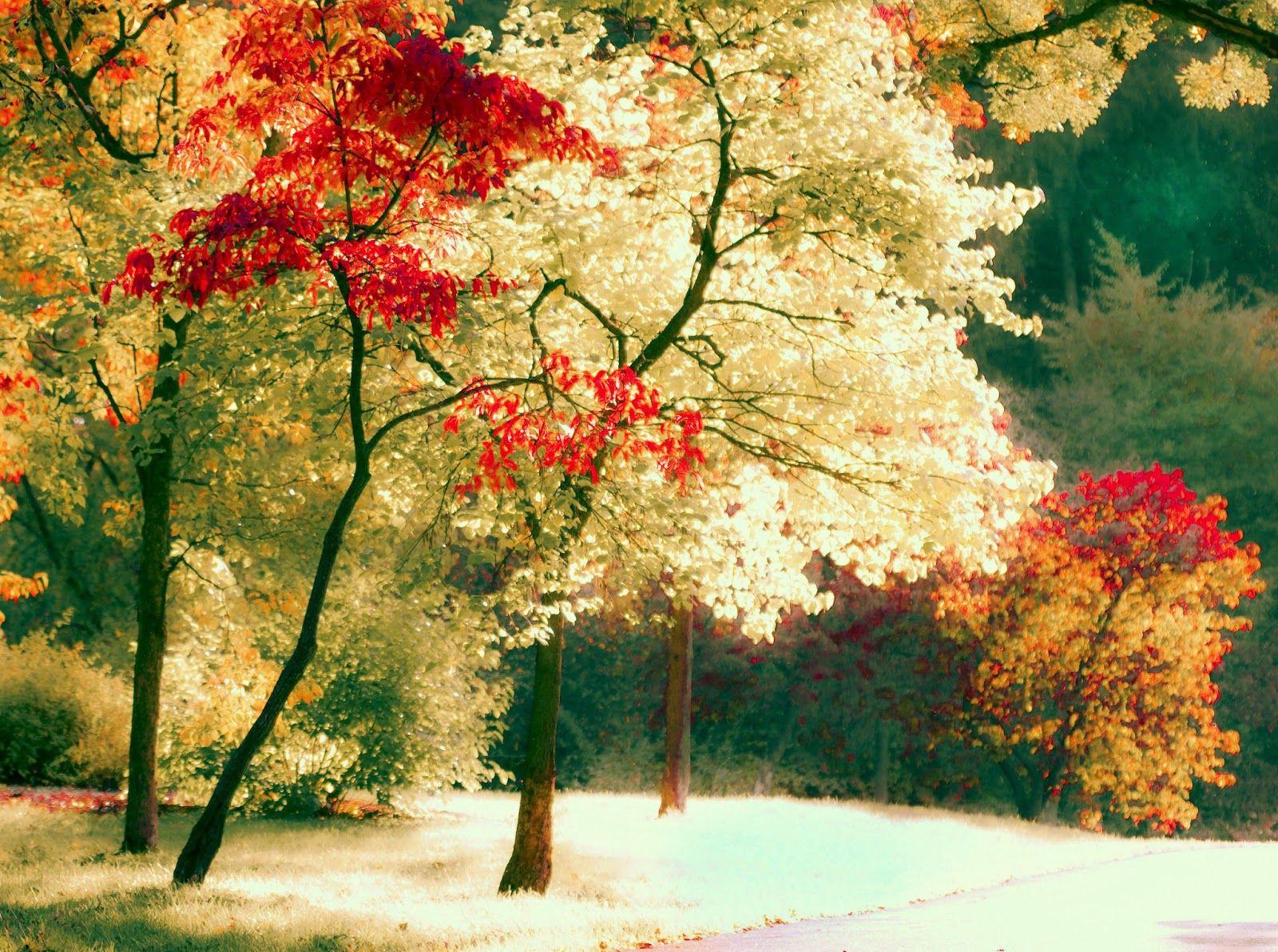 1600x1193 HD Wallpaper Pics : Nature photography Wallpaper