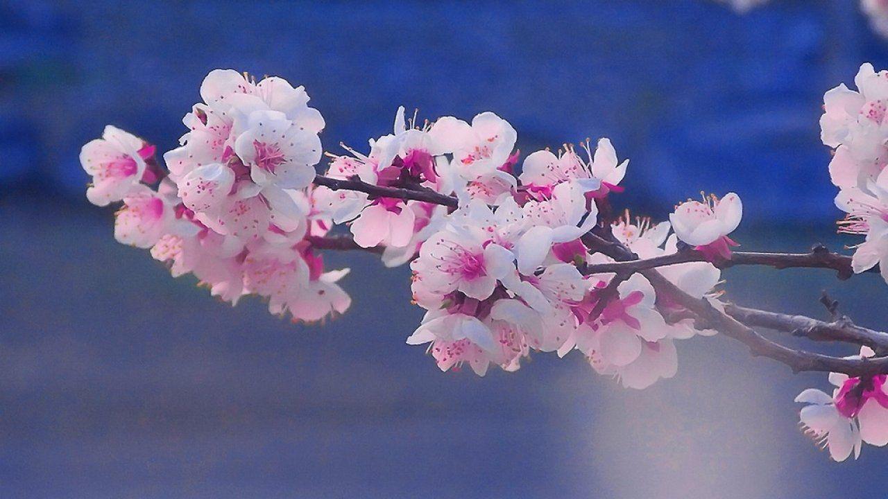 1280x720 Cool HD Wallpaper High Resolution Desktop Wallpaper Widescreen Best Wallpaper Nature Image Landscapes Picture Nature Photography 1024x76
