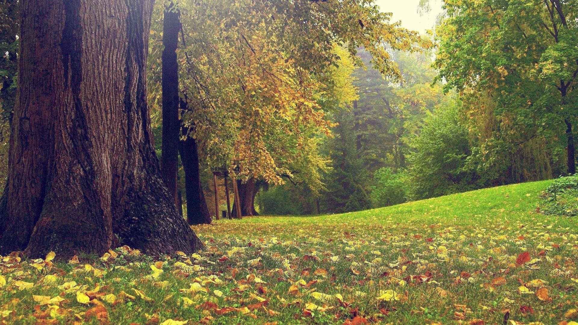 1920x1080 Nature Photography Wallpaper