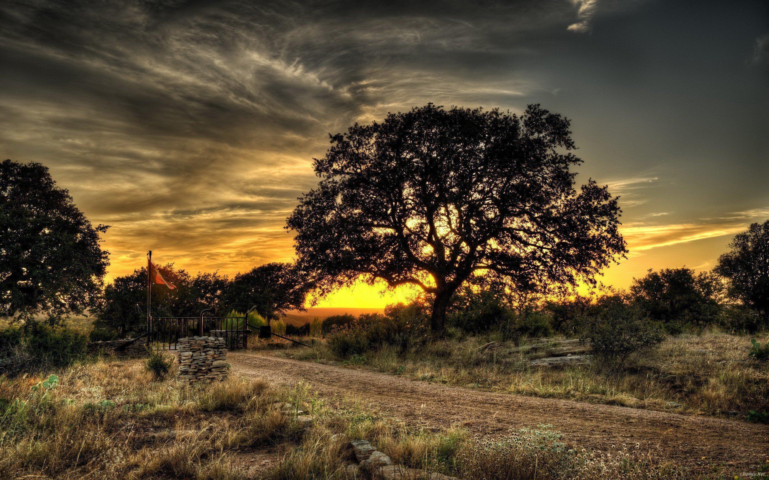 2560x1600 HD Landscapes Nature Trees Hdr Photography Best Wallpaper. Download Free -140951. Landscape photography trees, Nature photography, HD landscape