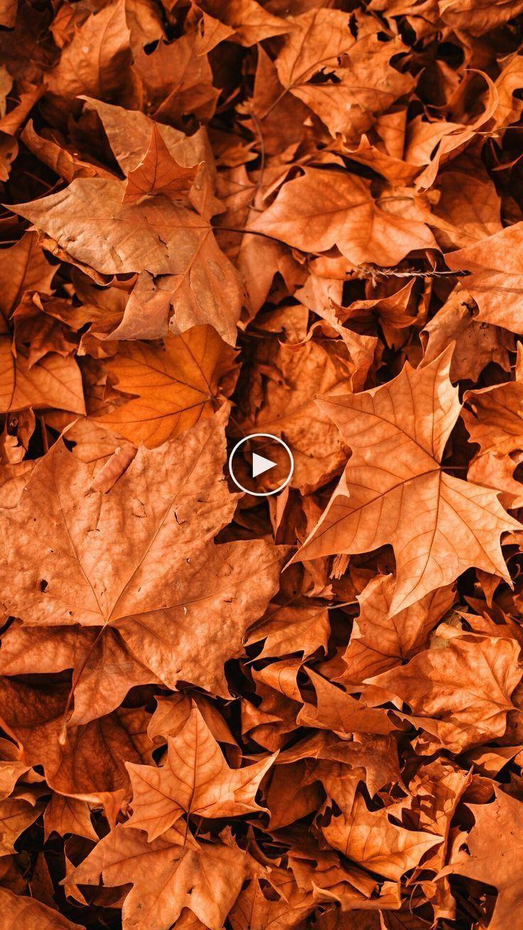 Herbst Wallpapers Top Free Herbst Backgrounds Wallpaperaccess