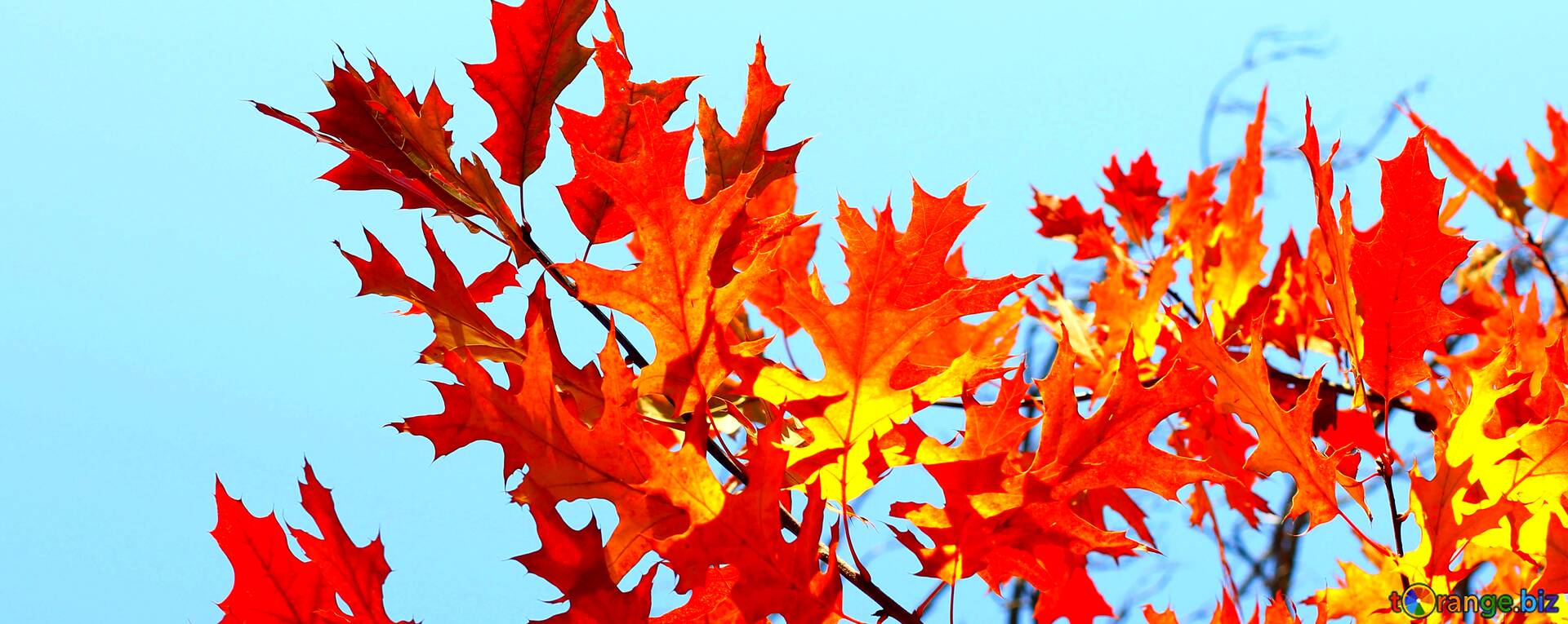 1920x765 Tải xuống Hình ảnh miễn phí Abdeckung.  Máy tính để bàn Herbst Hintergründe.  Trên CC BY License Free Image Stock Fx №62143