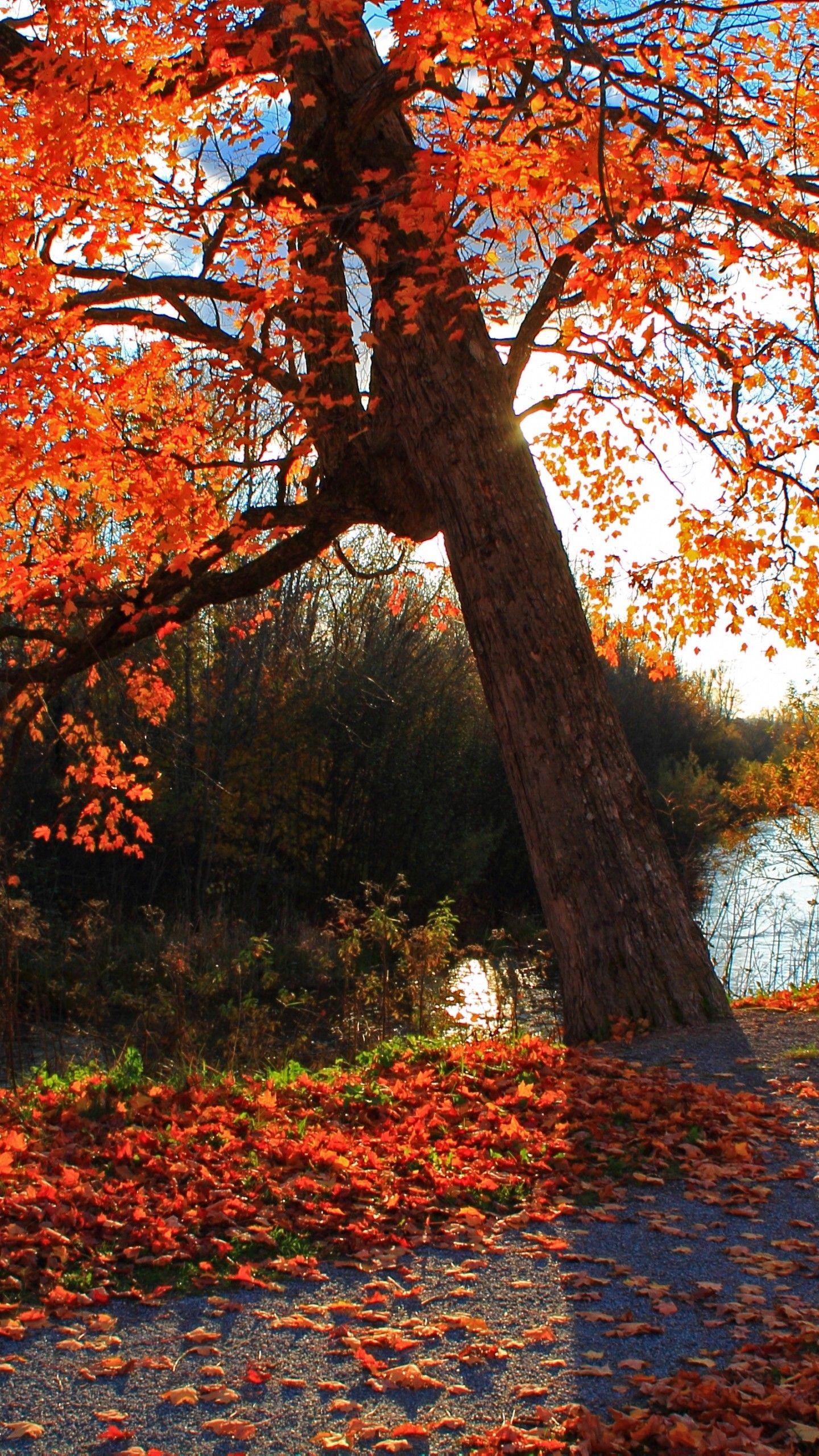 1440x2560 HD Herbst Bäume Wallpaper Für Android Handys Kostenloser Tải xuống Herbst Wallpaper Für Android 1440x2560 WallpaperTip