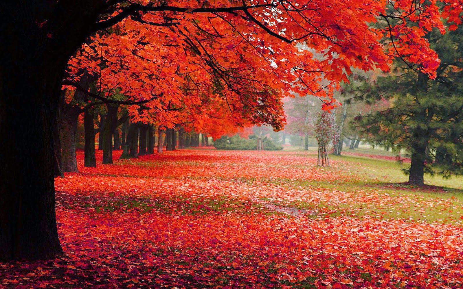 Herbst Wallpapers Top Free Herbst Backgrounds Wallpaperaccess